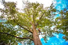 Pocono Springs, PA  Tree Services Company